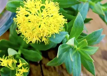 Corydalis Root