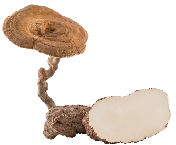 Tiger Milk Mushroom