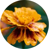 Lutein & Zeaxanthin