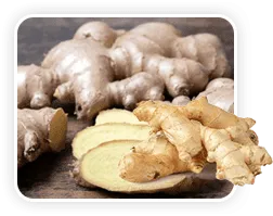 Ginger