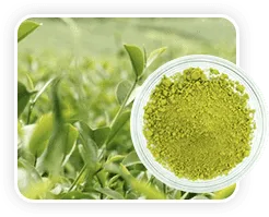 L-Theanine