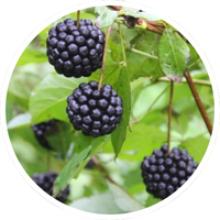 Eleutherococcus Senticosus