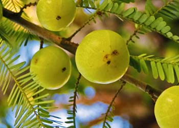 Amla Indian Gooseberry