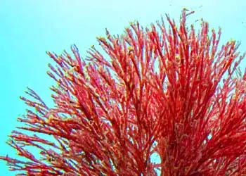 Haematococcus ingredient