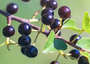 Maqui Berry ingredient