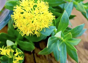 Rhodiola Rosea