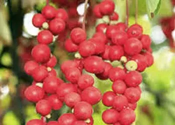Schisandra ingredient