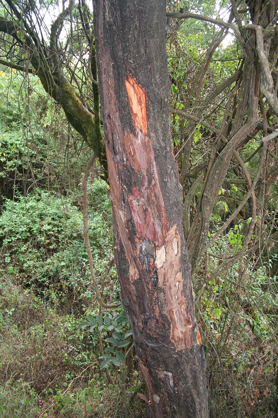 Pygeum Africanum Bark