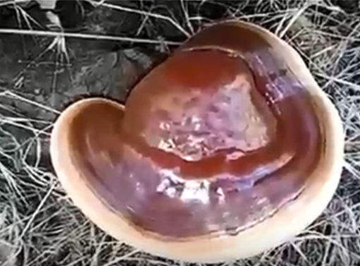 Real Reishi Mushroom in Nature