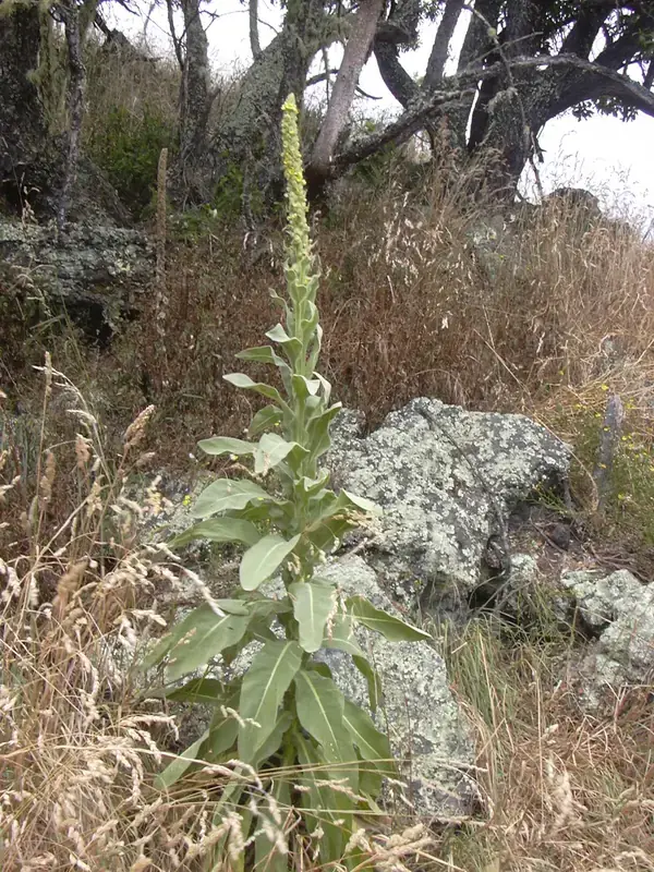 Mullein Extract