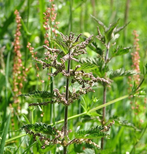 Stinging Nettle plant