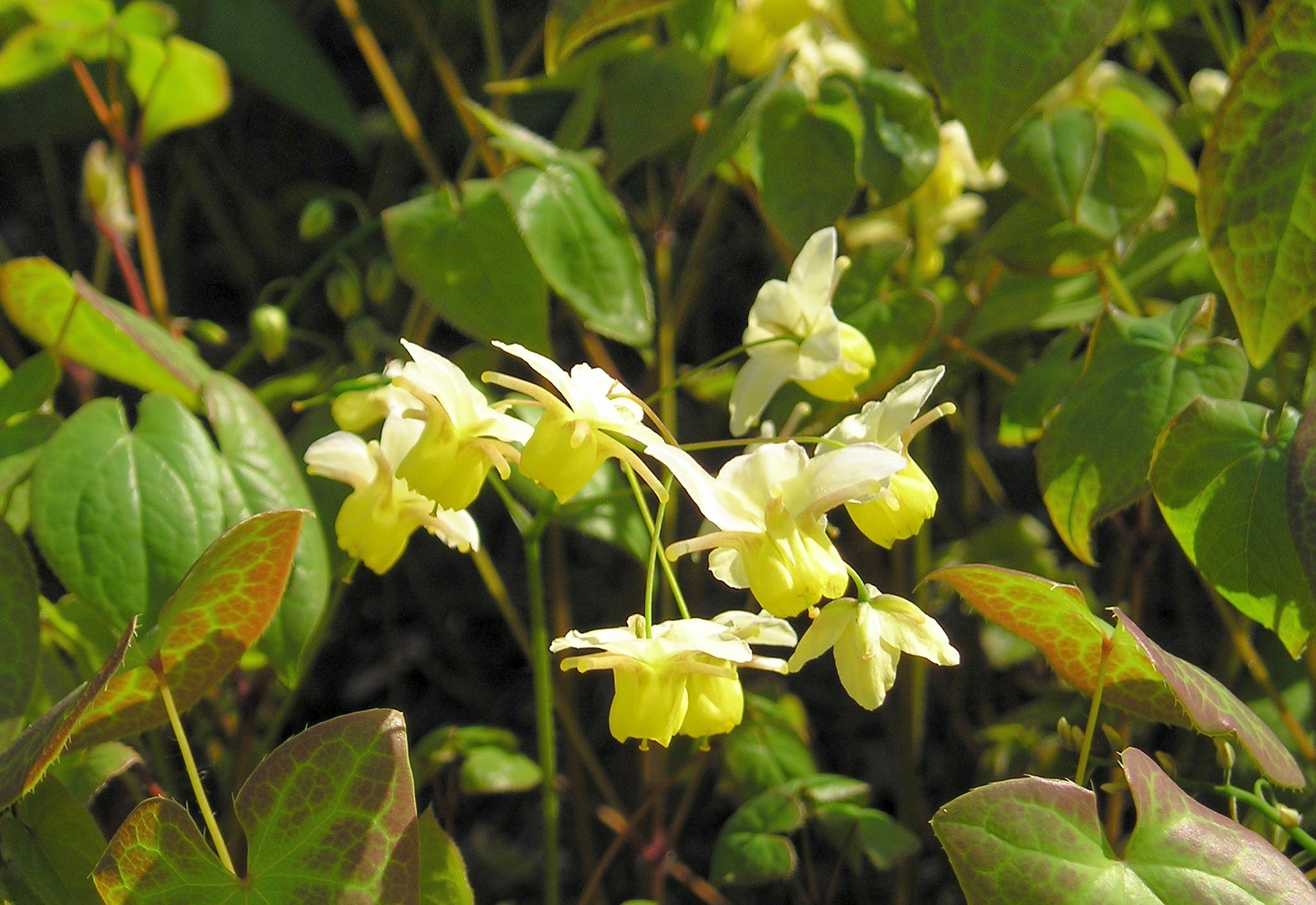 Horny Goat Weed Epimedium flower