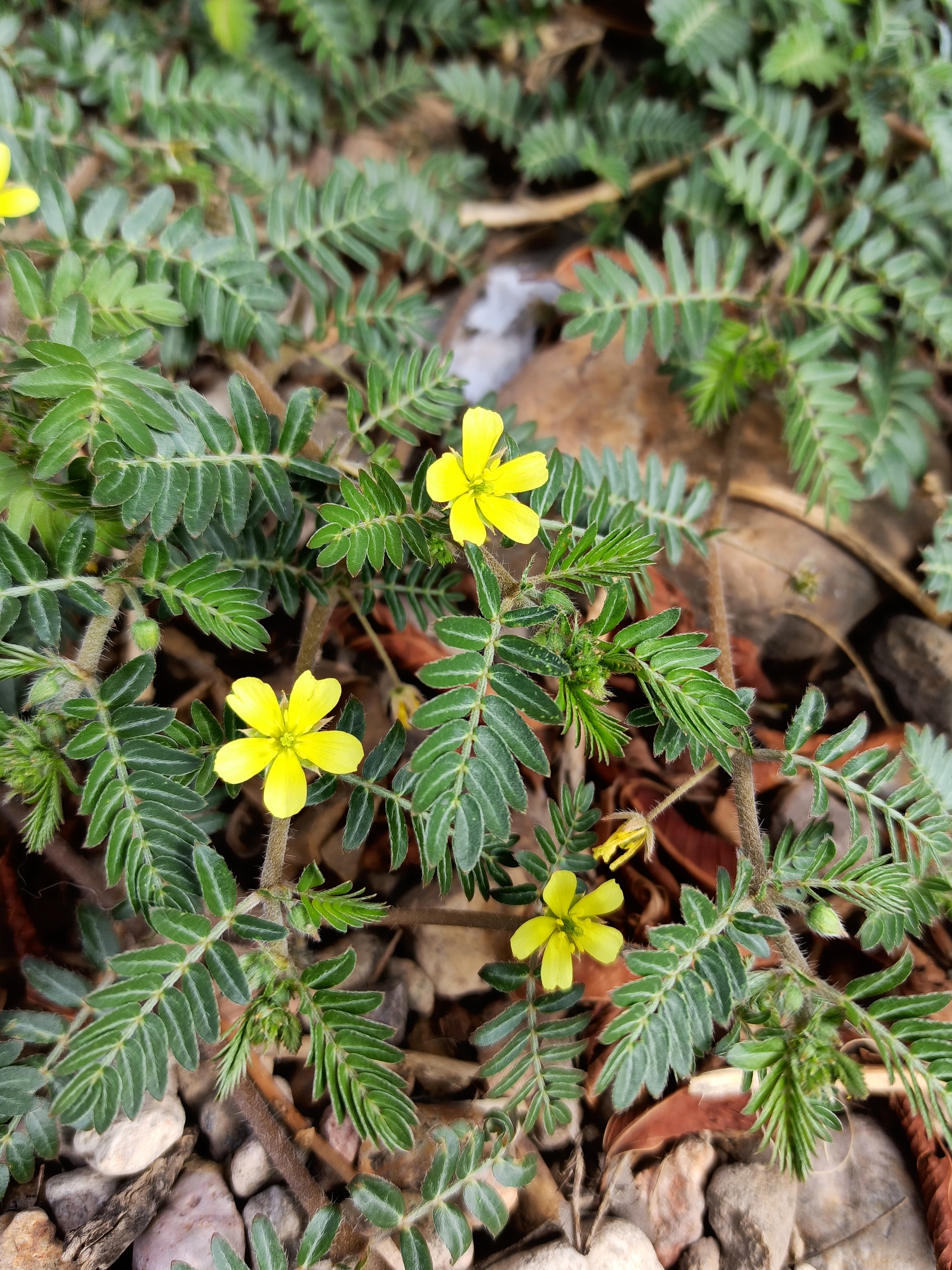 Tribulus Terrestris plant