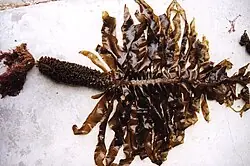 Wakame Extract