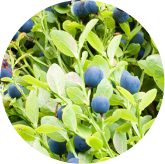 Bilberry Extract